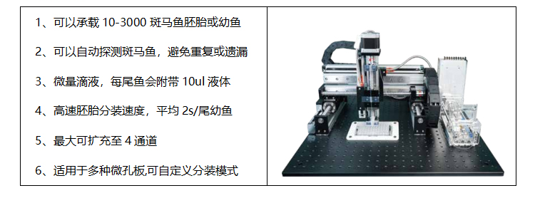 丽水斑马鱼